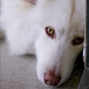 Meet your Posher, Toai